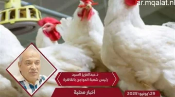 رئيس شعبة الدواجن يكشف دعم وزارة الزراعة لجهاز مستقبل مصر لاستقرار السوق